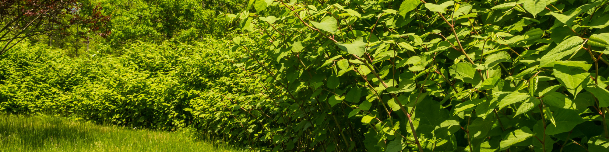Japanese Knotweed - Yet More Responsibility for Conveyancers?