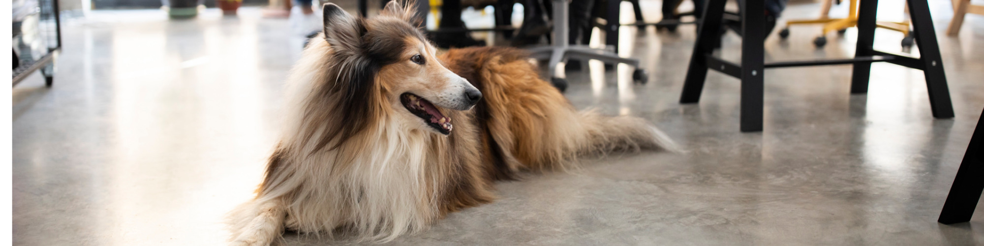 Paws for Thought - Dog-Friendly Policies & the Workplace