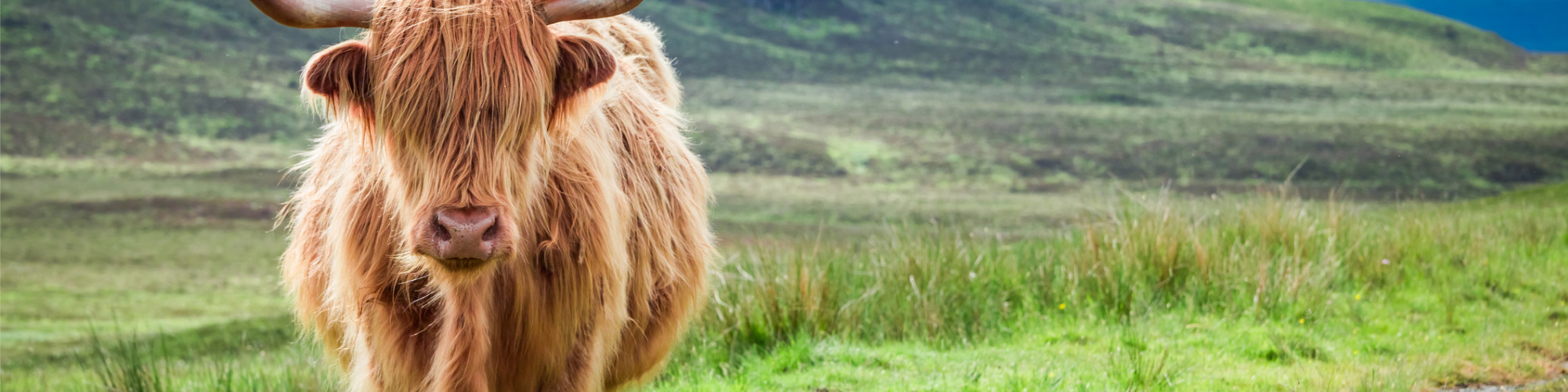 Succession Planning & Agricultural Tenancies in Scotland - Live at Your Desk