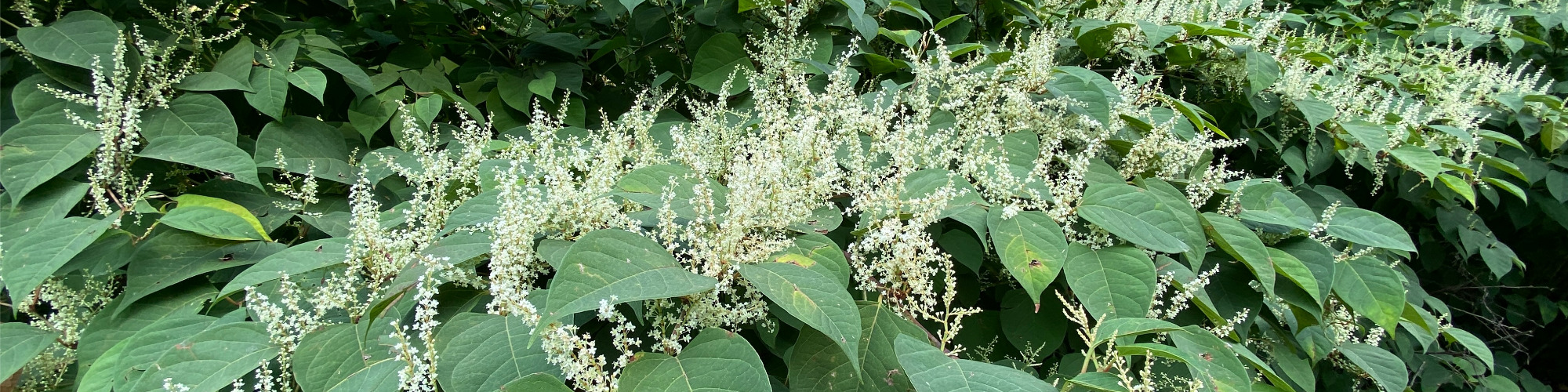 RICS Guidance on Japanese Knotweed - A Roundup for Property Professionals