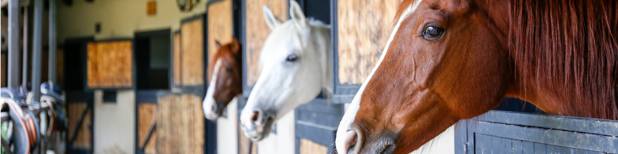 Equine Tax Planning - In a Nutshell 