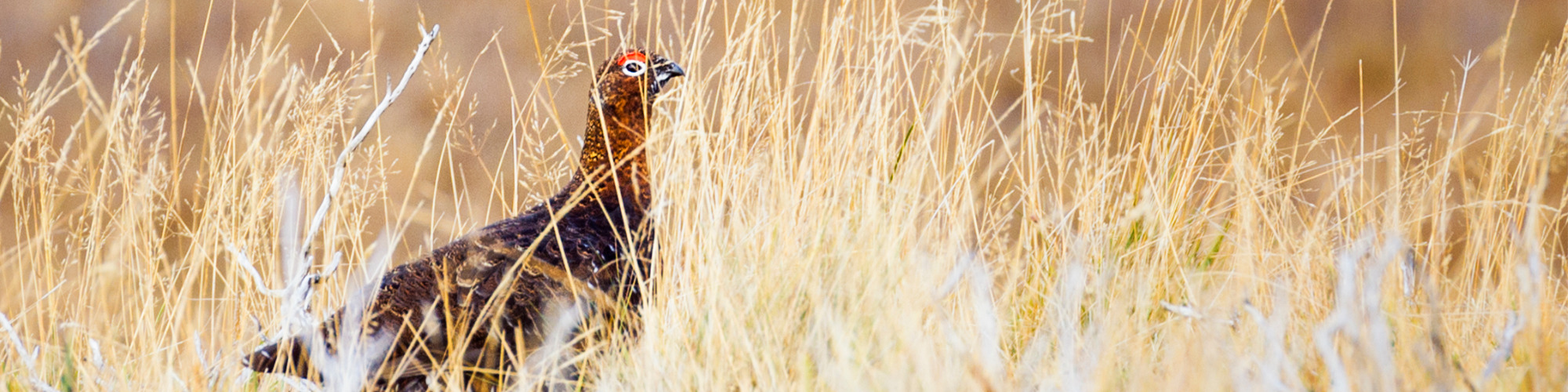 The Land Reform & Wildlife Management (Grouse) Bills - What to Expect in Scotland