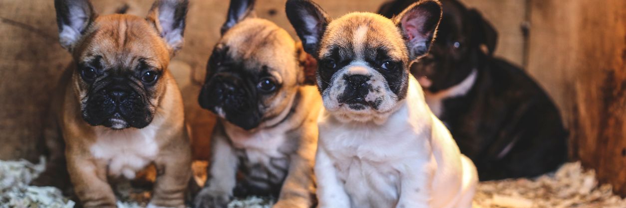Illegal Puppy Breeding - A Bite Size Introduction to Enforcement Action