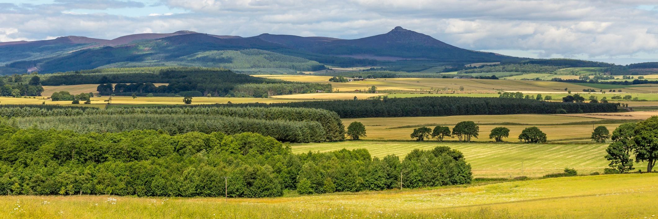 The Rural Landscape in Scotland - What’s New?